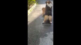 Dive, ref! Play acting pet Shiba Inu dog feigns injury like a football player