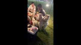 Two Pomeranian puppies have a stand-up fight  at family's picnic in China