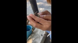 Woman uses her fingers to revive injured sparrow with miniature CPR