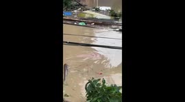 Escaped pig swims through floods in China