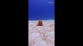 Scuba diver basks in the glory of a spike-tacular Weedy Scorpionfish