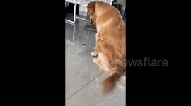 Golden Retriever Shows Willpower in the Face of Sausage Temptation in Huaihua, China