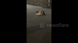 Adorable Trio of Chinese Cats Stacking on Top of Each Other in Guizhou