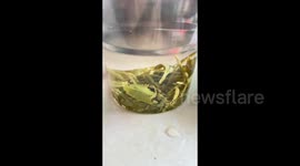 Chinese Fly Takes a Ride on the Tea Leaf Elevator in Hunan, China