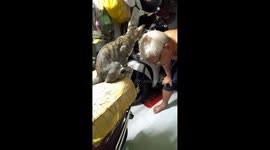 This cat is diligently cleaning its owner's hair with its tongue