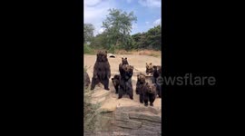 Playful black bears appear to fight over treats at Chinese zoo
