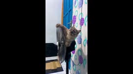 Ucil the playful cat takes on the fan in Palangkaraya