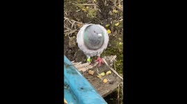 Homing Pigeon Befriends Kayaker