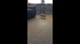 Piglet Has The Zoomies