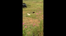 Small Swine And A Feline