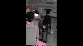 Doggo Sits to Hold Owners Hand