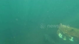 Seals Play With Puget Sound Swimmer