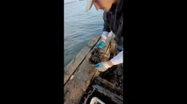 Horseshoe Crab Rescued From Fishing Line