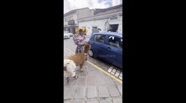 Llamas Take Taxis Too