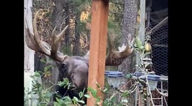 Bull Moose Takes Down Some Trees