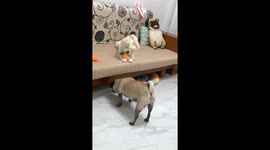 Pug barking at toy stuck under sofa scares friend