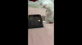 Kitten punches into air while following yellow blob on tablet computer game
