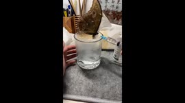 Animal lover makes beautiful blue butterfly specimen