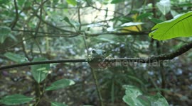 Flying frogs camouflage themselves as feces to avoid being eaten by predators, claim researchers
