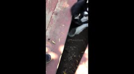 Dotty our Alaskan Malamute rescued after trying to dig a wolf den under our deck