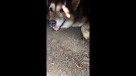 Is this an emergency rescue or our Alaskan Malamute Sojou digging her Wolf den again