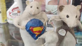 Rats in strange position in a rat-disifinstation window shop (Hygiene Premium). Paris, France, rue du Faubourg du Temple. 14 oct 2023