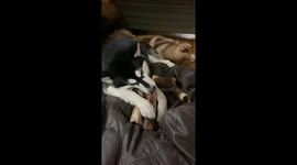 Greedy Dotty steals all the bones while our other two Alaskan malamutes are taking a nap
