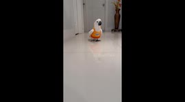 Cockatoo Catwalk Show