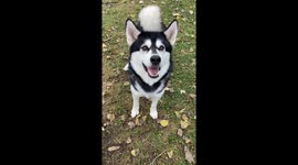 Our 3 Alaskan malamutes are always eager to do tricks for treats