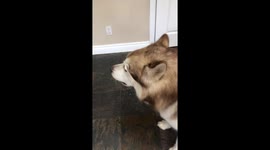 Alaskan malamutes love to howl at every occasion especially when food is involved