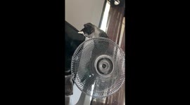 Kitten Rides Oscillating Fan