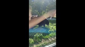 Zoo Bear Opens Car Door