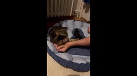 Jealous Cat Swats At Hands