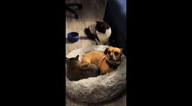 Three Pets Argue Over One Bed