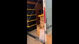 Dogs Finds Unusual New Favorite Toy