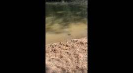 Swimming Echidna