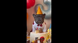 French bulldog celebrates 3 rd birthday in Tom and Jerry theme, very cute!