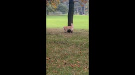 All He Wanted Was a Squirrel