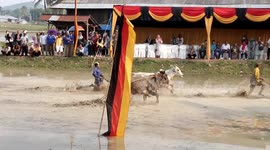 The toughest competition! 'Pacu Jawi (Cow Racing) is traditional in Indonesia as a form of gratitude for abundant harvests.