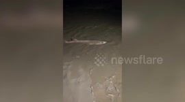 Siblings have told of shock after they discovered shark on UK beach