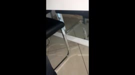 Spider Kitten Hides Under Kitchen Table