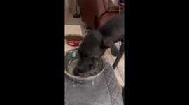 Great Dane Splashes Water All Over
