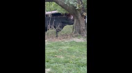 Bull and Basset Hound Crybabies