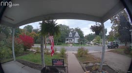 Just Had a Woodpecker Ring My Doorbell
