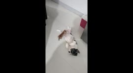 Kitten Nurses From Patient Shih-Tzu