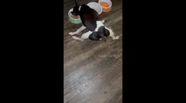 Dog trying to do splits at feeding time. This should be quite amusing to all the dog lovers out there.