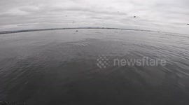 Two Whales Breach Just Feet From Paddleboarder