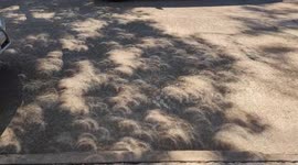 US: Annular Solar Eclipse Creates Unique Crescent-Shaped Shadows