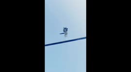 Brave kitten does leap of faith onto trampoline