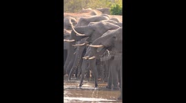 Elephants gather at a watering hole to quench their thirst at Timbavati Game Reserve